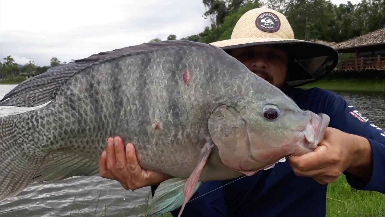 TILÁPIAS PRÉ-HISTÓRICAS QUEBRANDO TUDO NA PESCARIA! FISHING BRAZIL