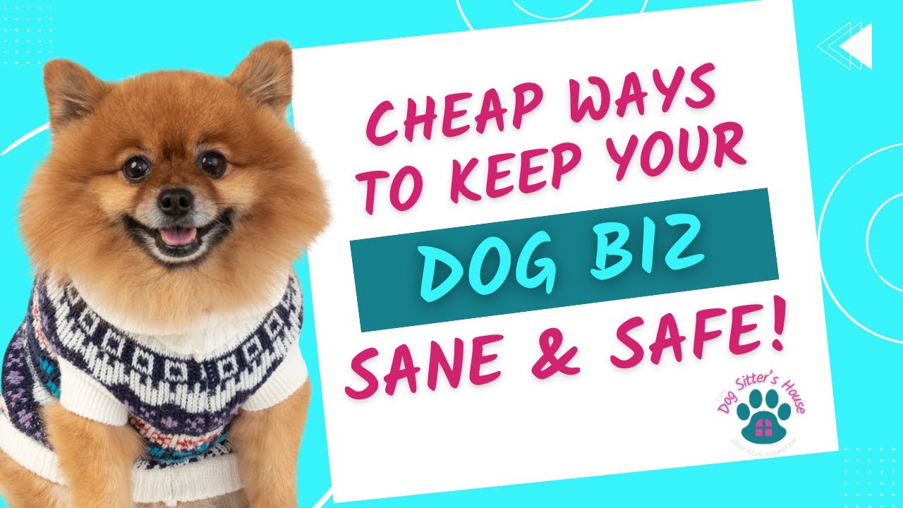 How I Set Up My Home Dog Daycare and Boarding Business. The Setup I Wish I Had From Day 1
