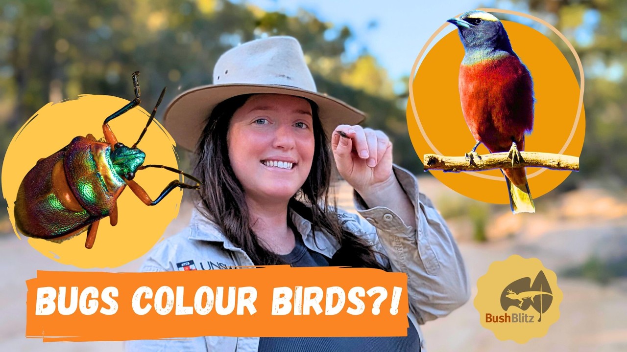 True bug tales: what are bugs and how to spot them
