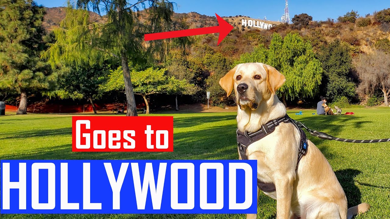 My Dog Playing and Enjoying at the Hollywood Sign | Cute Video with Cute Photos
