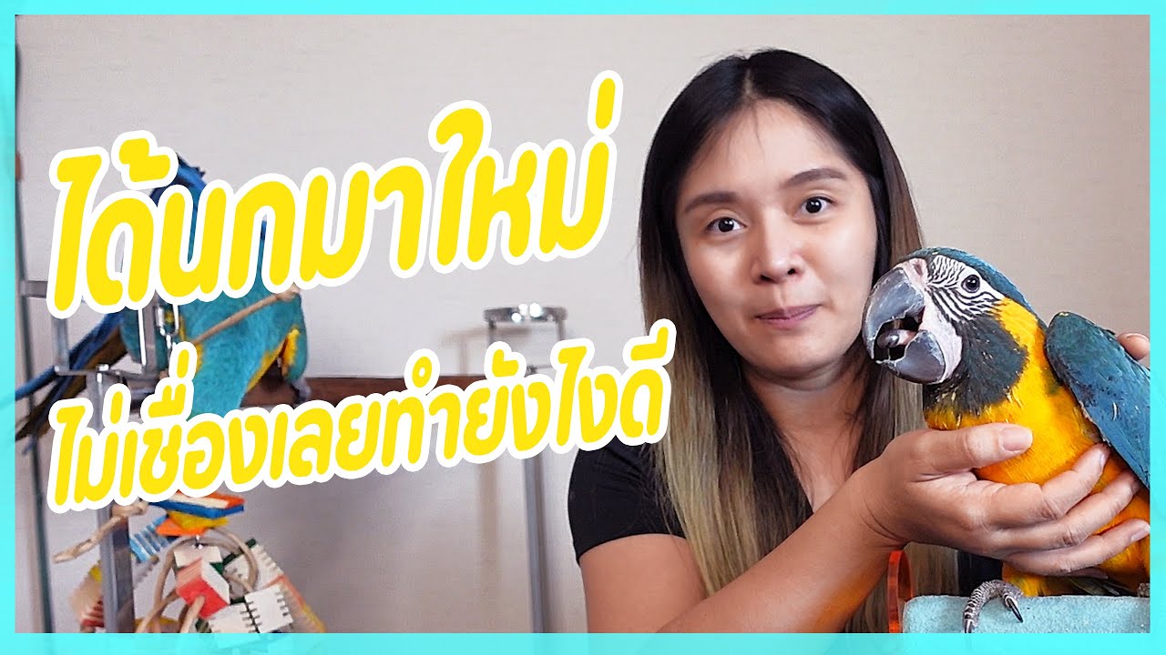 วิธี Bonding กับนก เข้าหาลูกนกให้เป็น เริ่มต้นยังไงให้ถูกวิธี !!