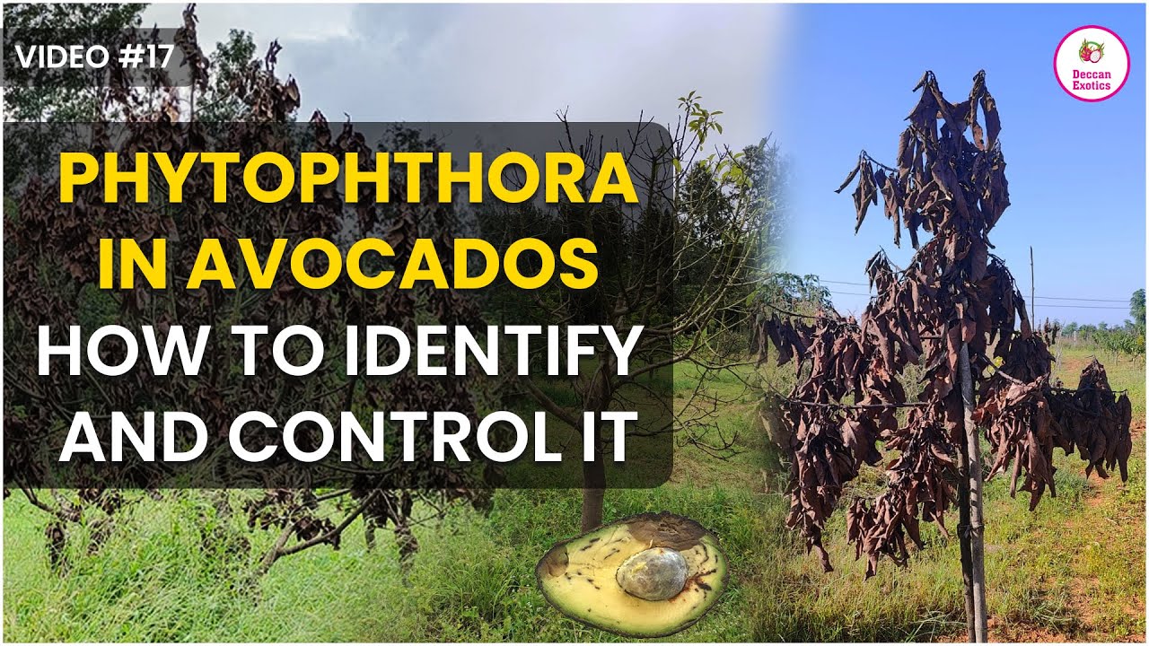 What is the Common Disease of Avocados || What is Phytophthora Disease in Avocados || Deccan Exotics