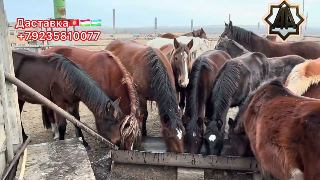 Г Абакан Дилмурад Хожни Йилқилари Қулун Тойлар Савдода. 03.01.2026 йил