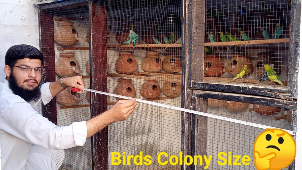 Birds Colony Size 🤔