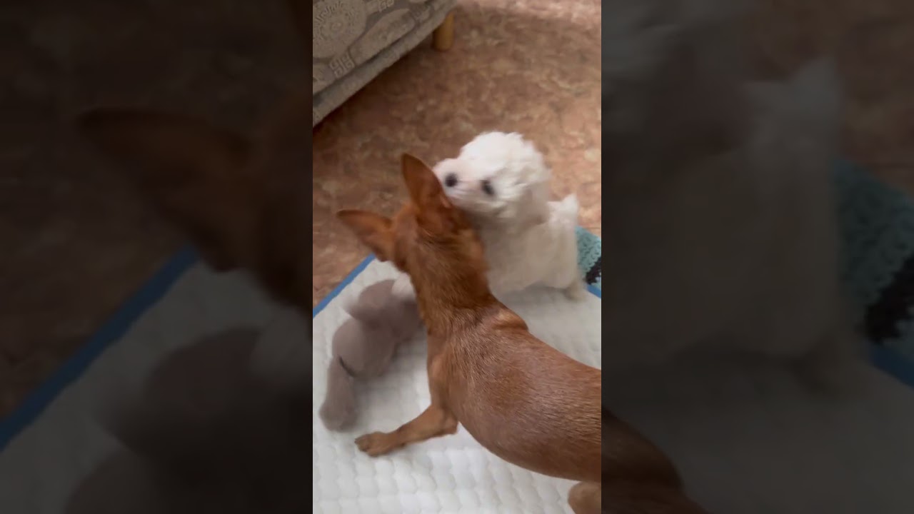 ДЕТИ ПРИВЫКАЮТ)