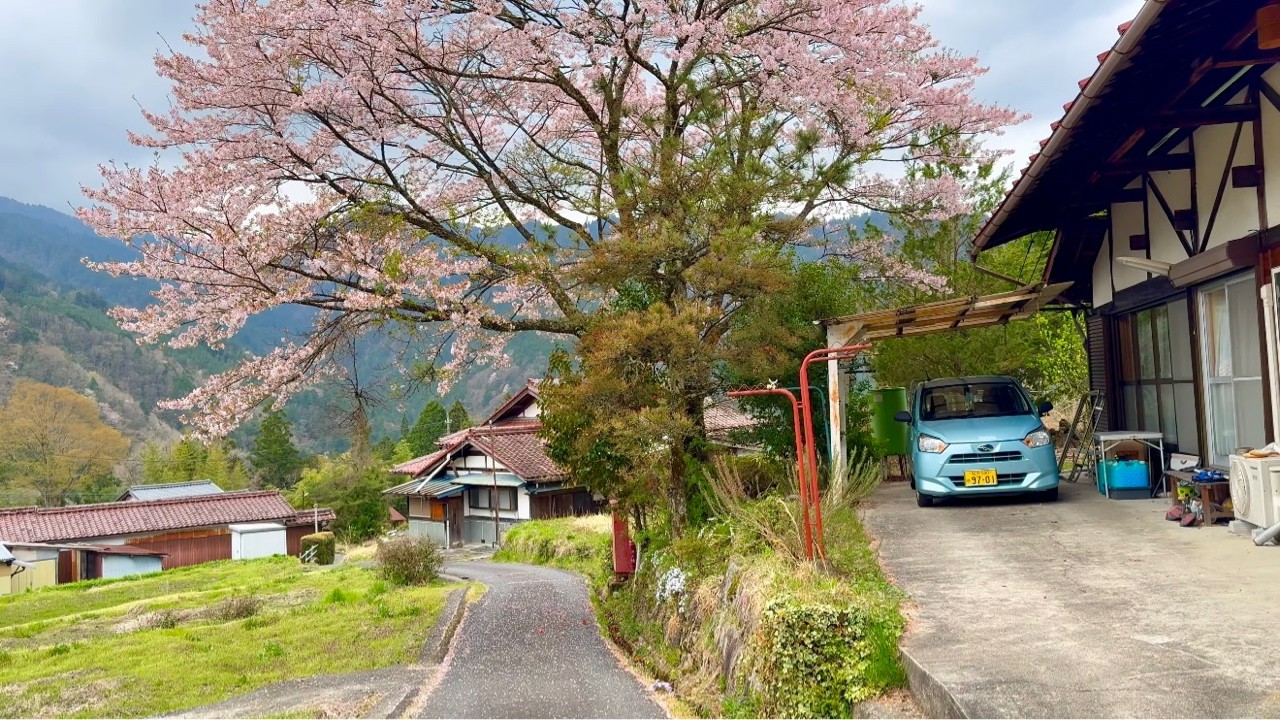 Beat Early Sakura Nagano Walking Tour - 4K HDR - Japan Cherry Blossoms 2025