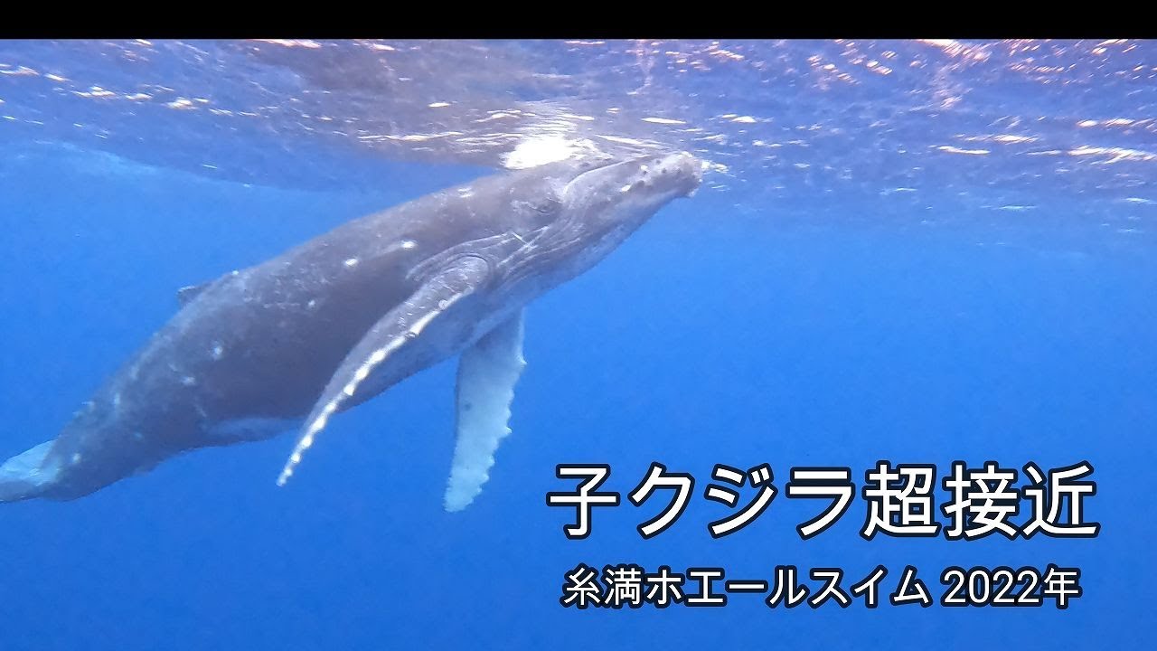 子クジラ超接近ー糸満ホエールスイム2022年