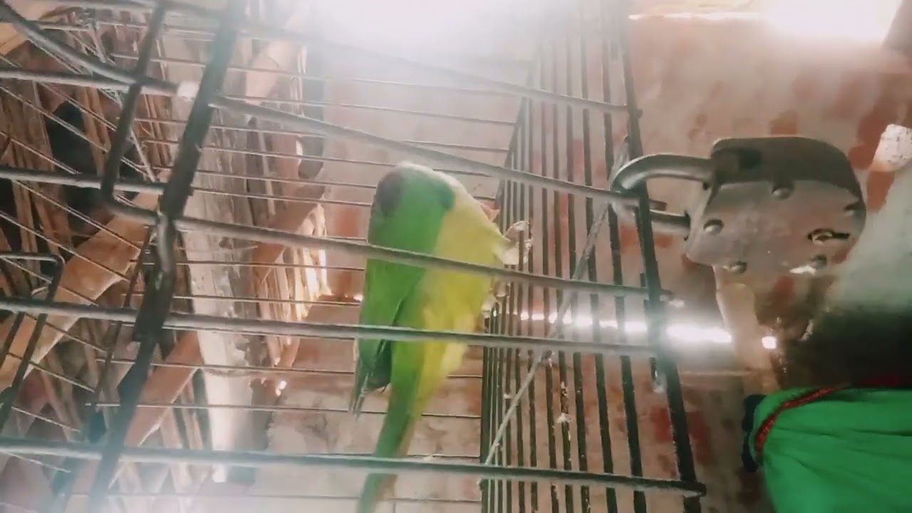 Real voice perrot long video 📸😹