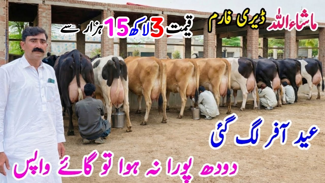 Mashallah Dairy Farm 🔥 | Huge Udder Jersey Cross Cows For Sale in Punjab Pakistan | PK Janwar Mandi