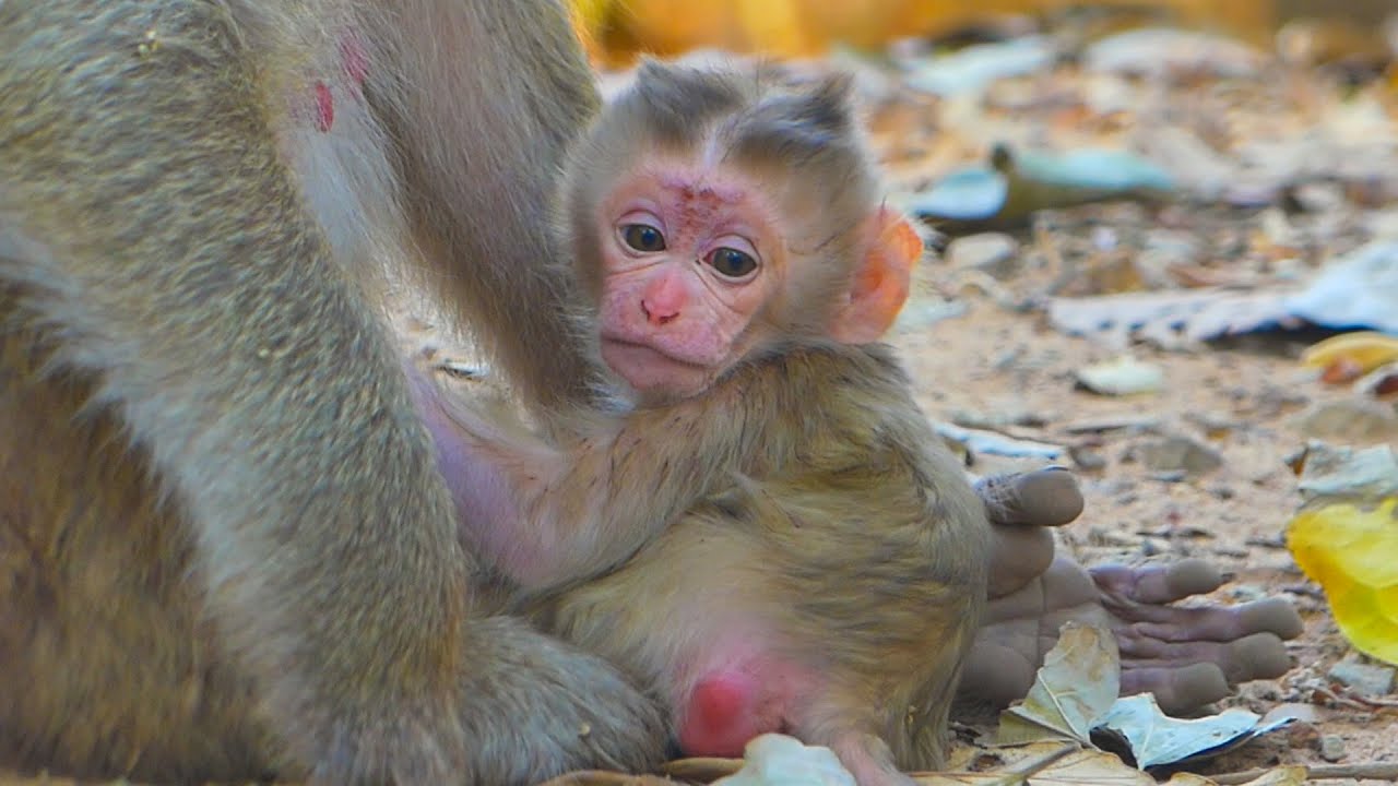 Monkey Brianna Just Gave Birth & Meet Her Gorgeous Newborn😍| Welcomes Her Sweet Baby Today