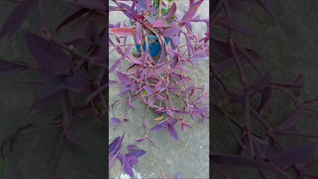 hanging plants 