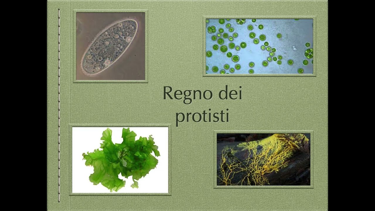 PROTISTI