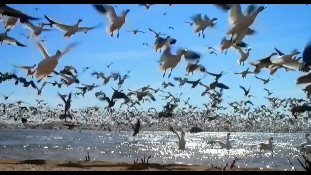 מיכאל שטרייכר תנצל נפשי... והטלית יפרוש כנפיו... l קליפ