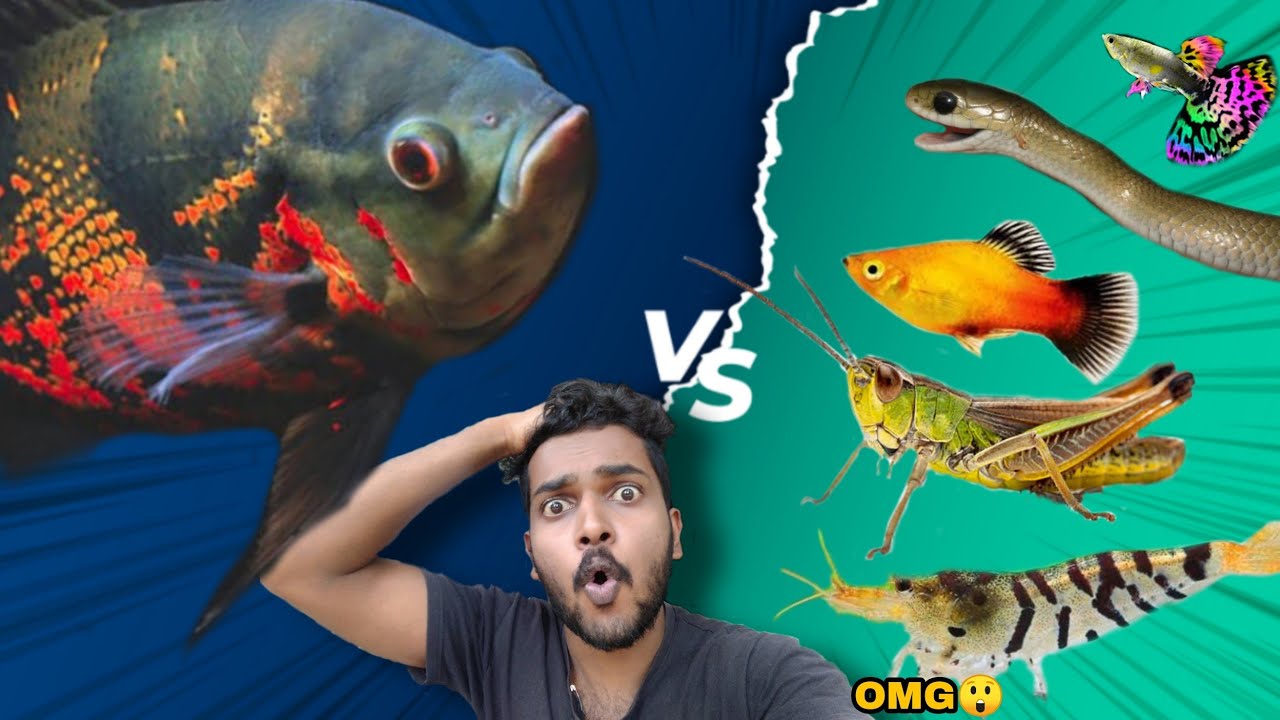 Feeding Oscar Fish Malayalam | 😱😱 ഇവിടെ എന്തും പോകും 😲😲 | monster fish feeding Video | Oscar fish 😱