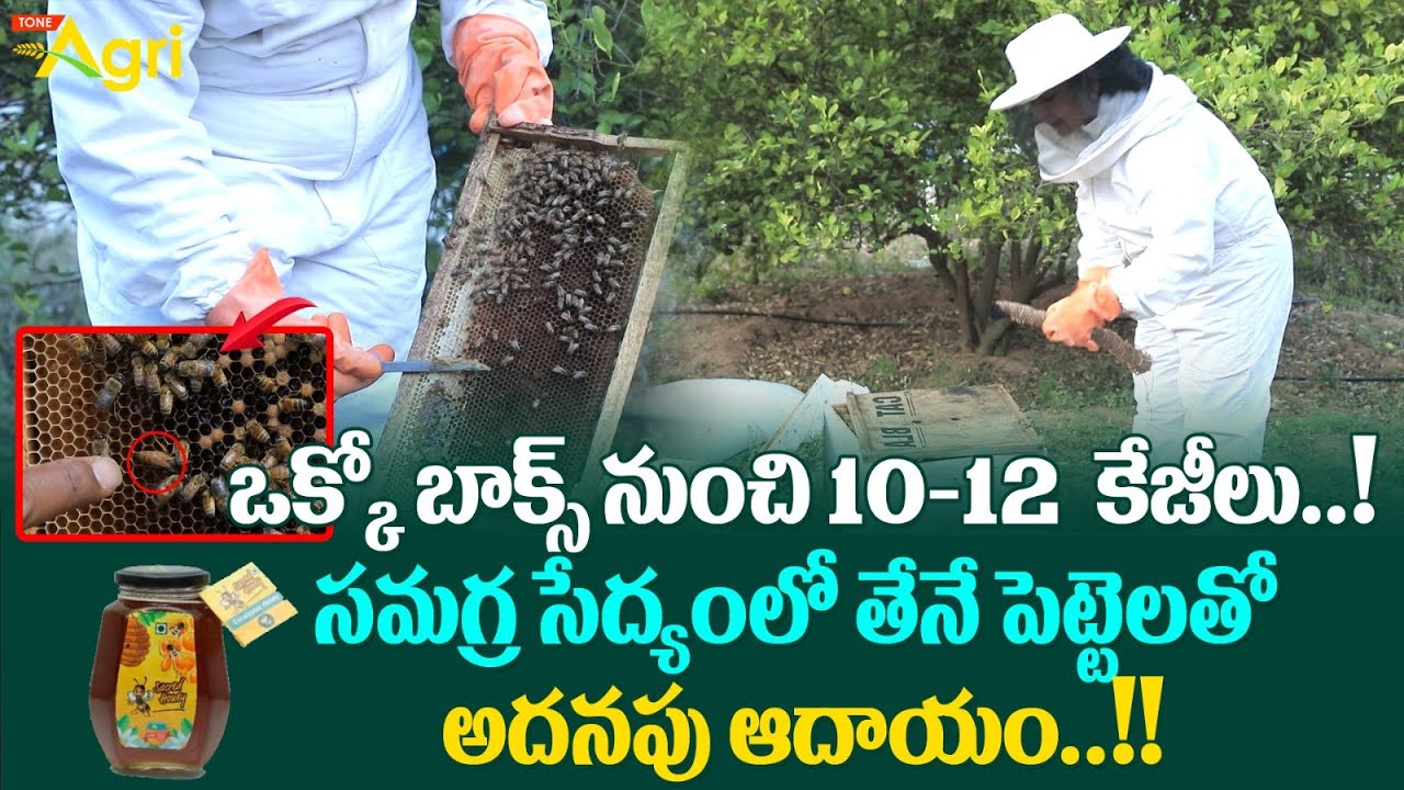 Honey Bee Farming | ఒక్కో బాక్స్ నుంచి 10-12 కేజీలు..! సమగ్ర సేద్యంలో తేనే పెట్టెలతో.. Tone Agri