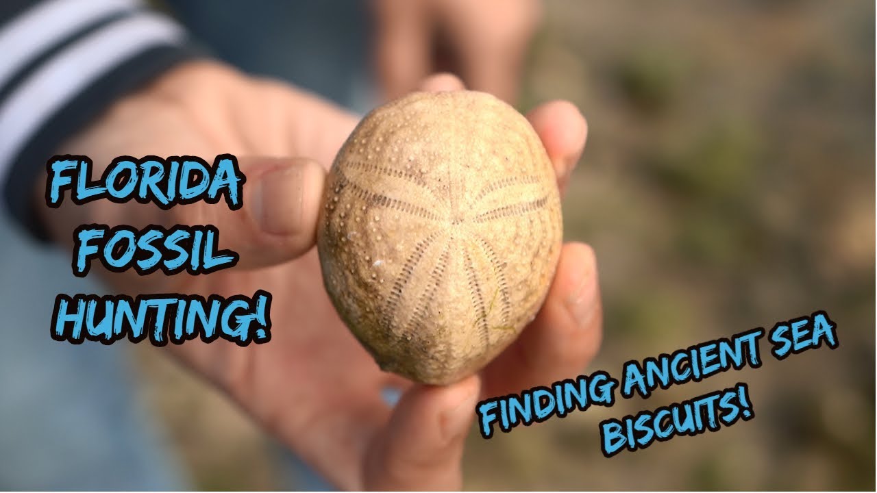 Florida Fossil Hunting for Ancient Sea Biscuits and Sand Dollars! (Echinoids)