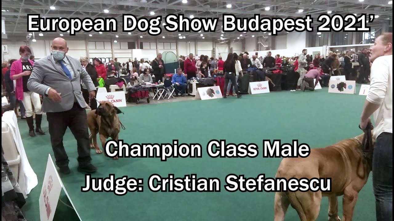 European Dog Show Budapest 2021' Fila brasileiro Champion Class Male