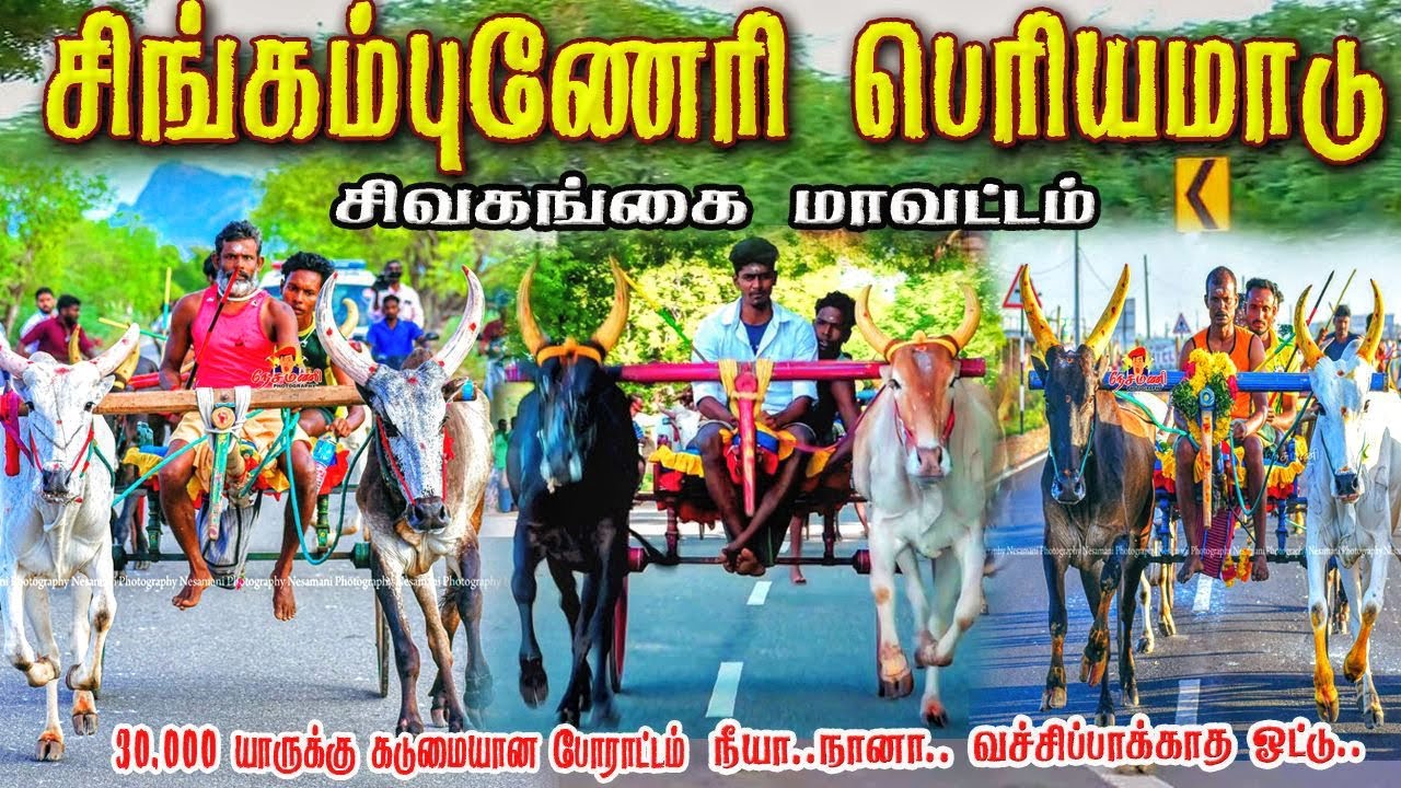 சிங்கம்புணரி பெரியமாடு பந்தயம் 05.10.2025