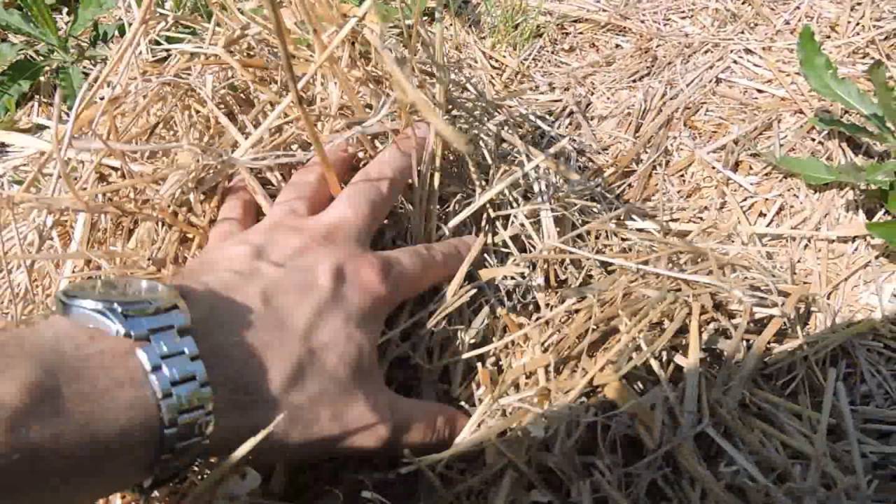 Szalmatakarás 4. | Új tapasztalatok | Kartondobozos takarás