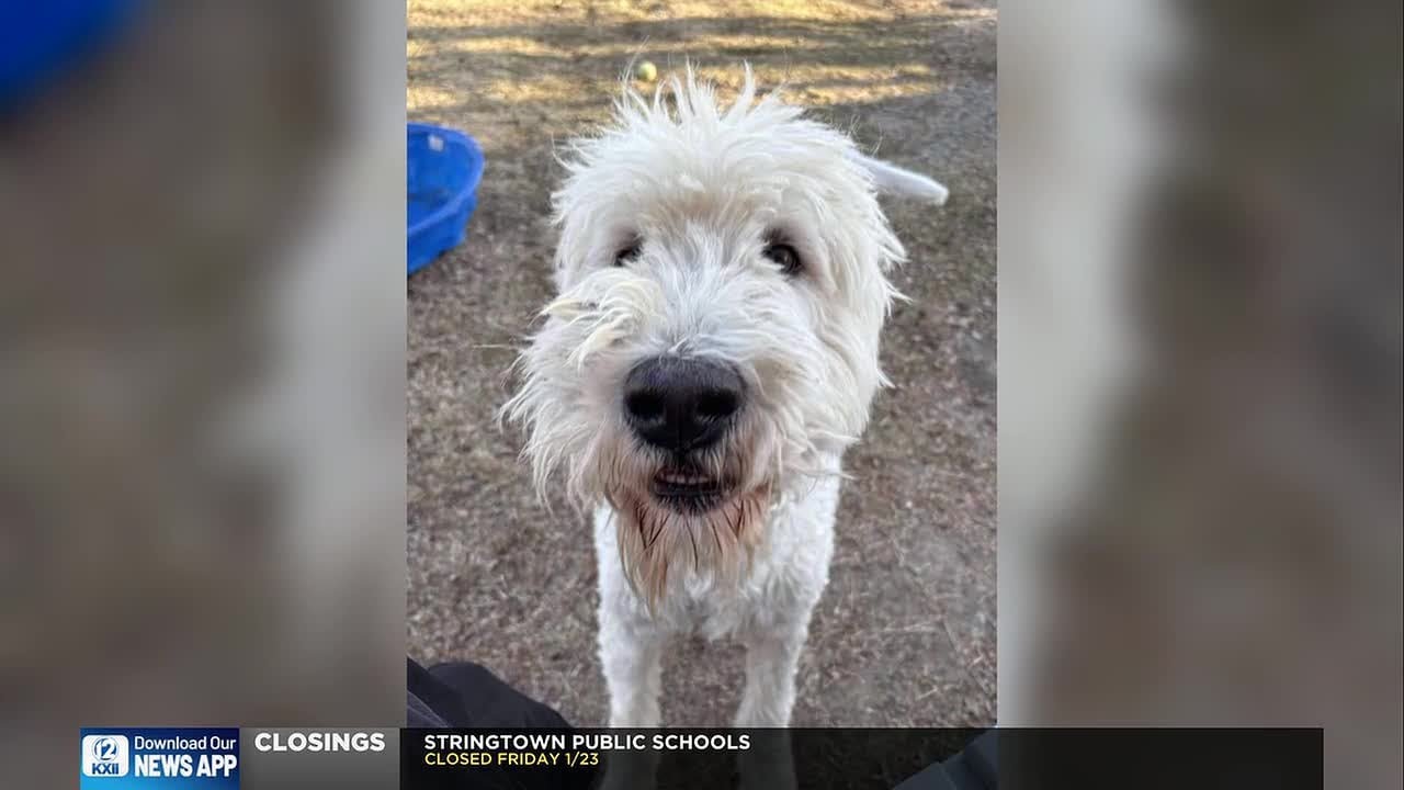 Talk of the Town: Paws N Ada Animal Shelter