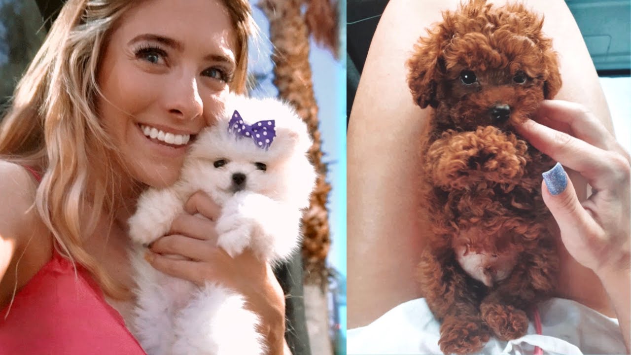 NUOVI TEACUP CAGNOLINI! (*vlog PRIME 24 ORE)