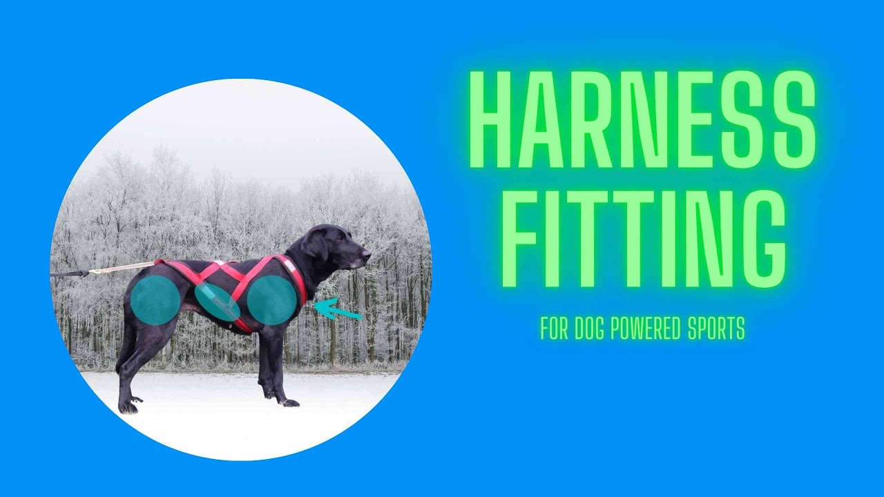 Harness Fitting for Dog Powered Sports