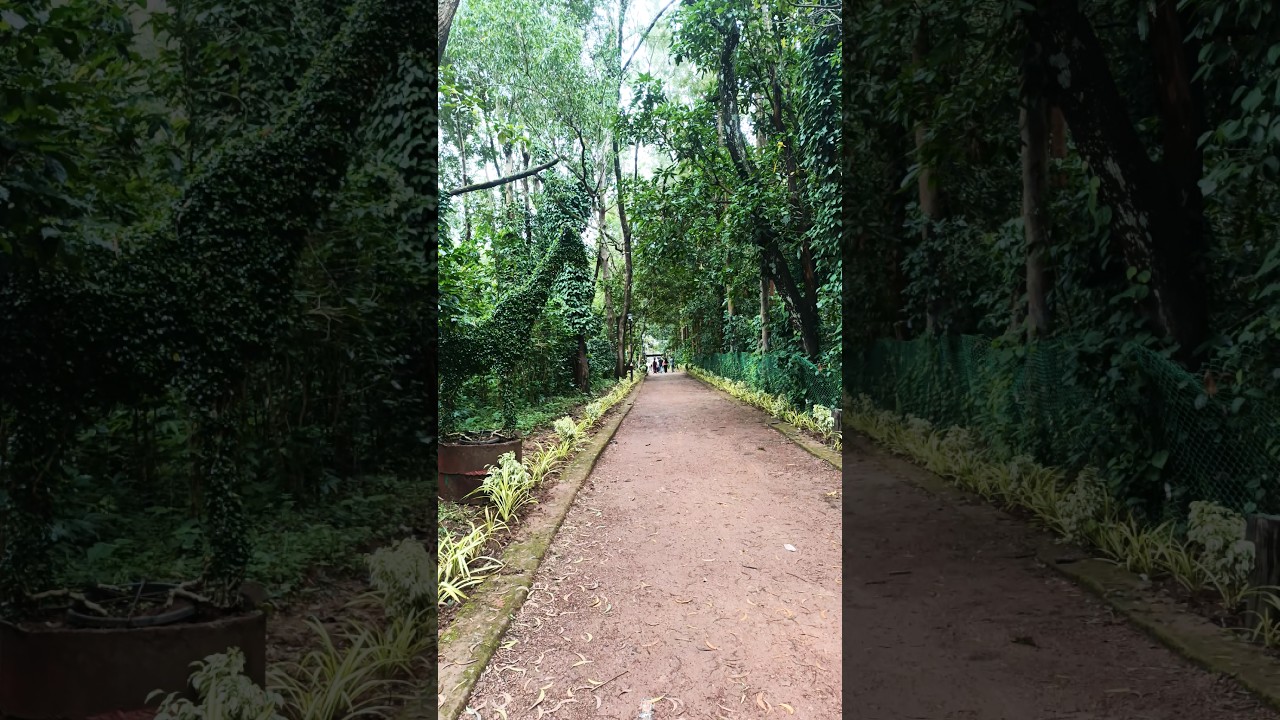 Daringibadi Coffee farming 🧺🌄🤩🥰😱