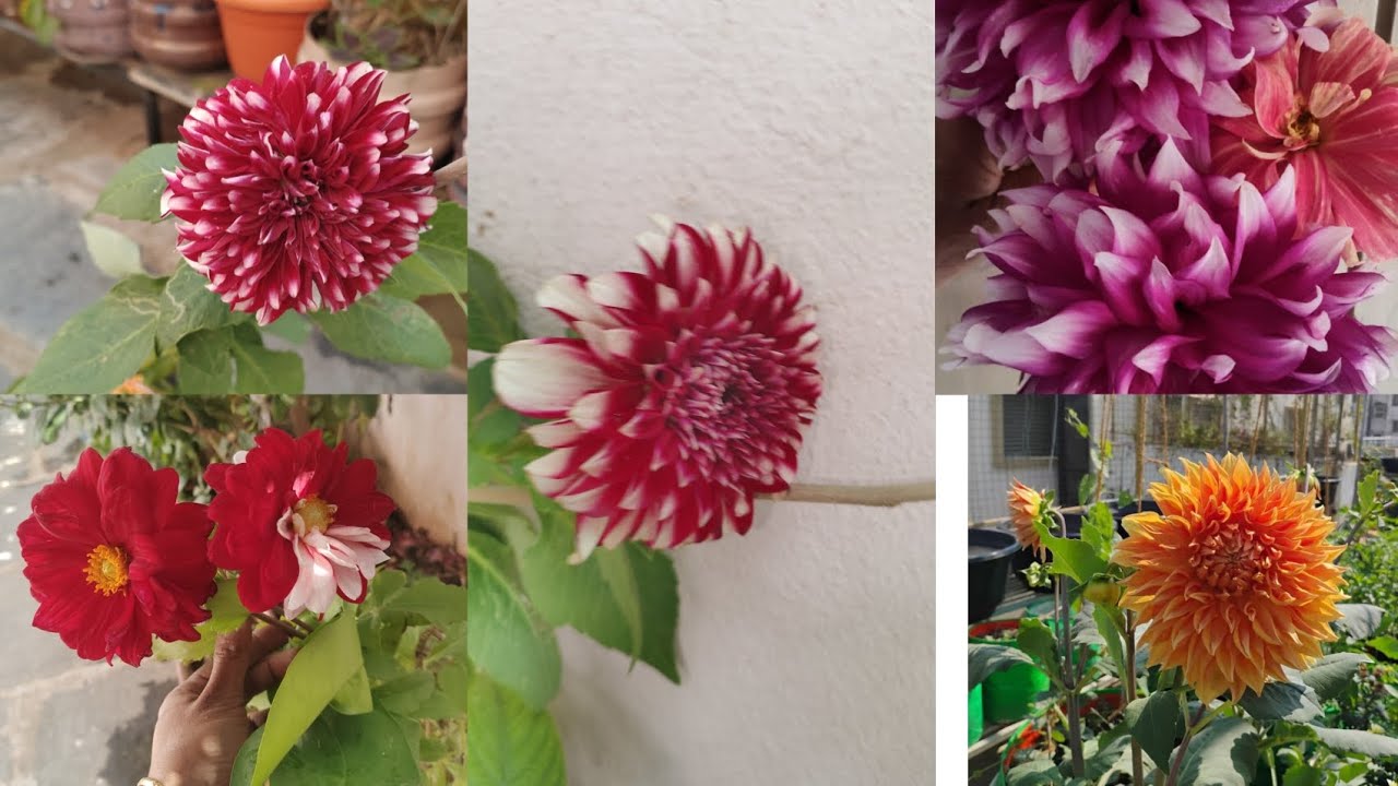 దాలియా మొక్కని నర్సరీ నుండి తేగానే ఏం చేయాలో తెలుసా, సమ్మర్ లో ఎలా కాపాడుకోవాలో తెలుసుకుందాం@ sandhy