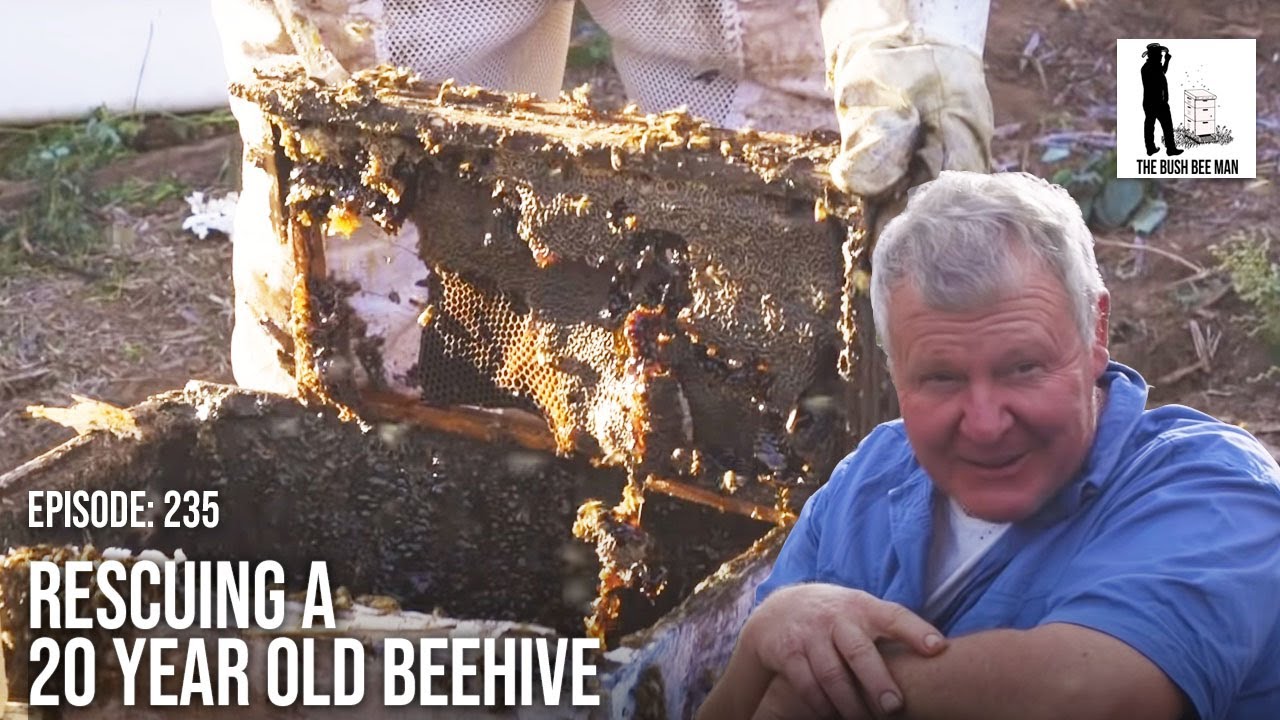 Honey Bee Hive Removal: Honey Bee Rescue & Relocation to Clean Hives | The Bush Bee Man