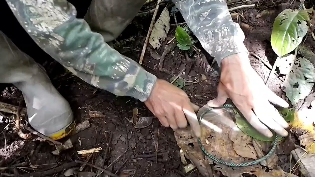 cara membuat jerat pelating yang rapi dan bagus buat babi hutan kijang dan lainya..