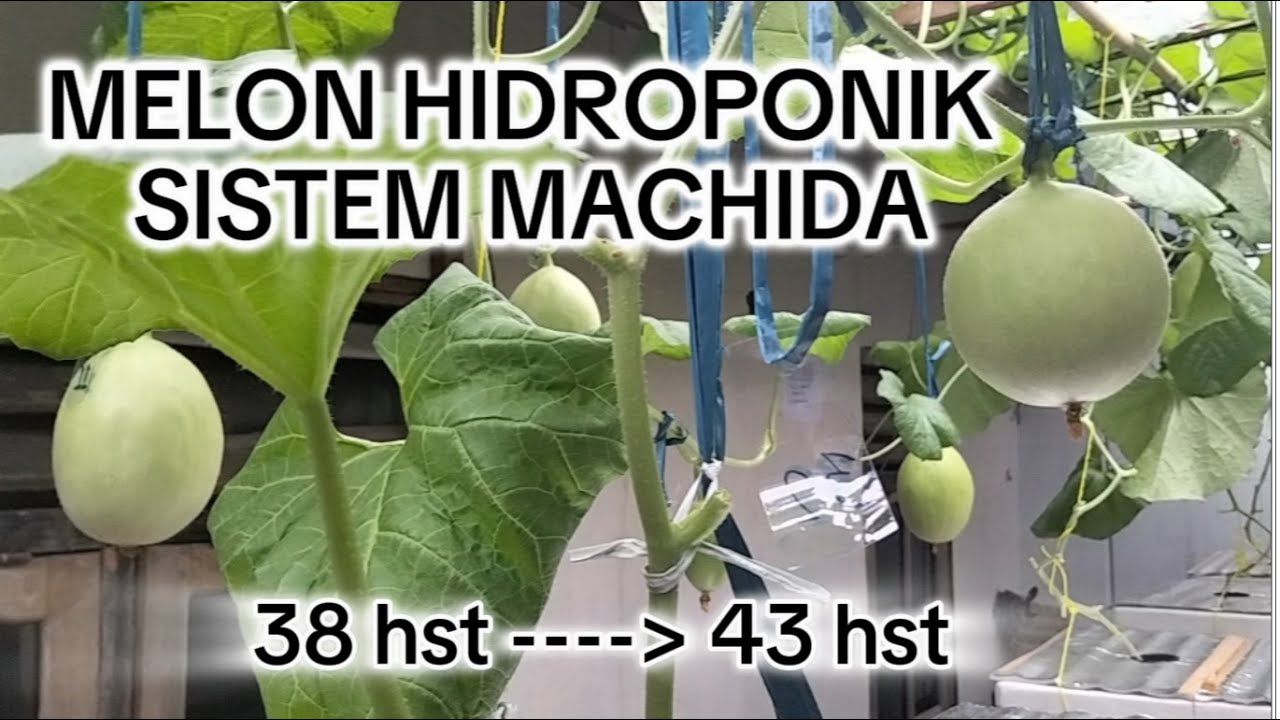 Melon Hidroponik Sistem Machida (3)