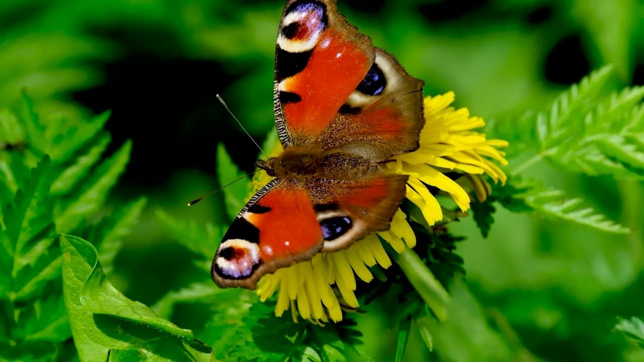 Piano music, and a variety of genres, relaxing Music, Spa Music © WISTERIA & THE ROBIN |