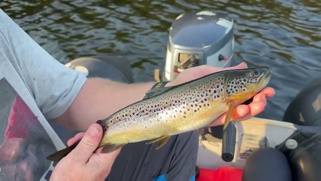 Ørretfiske i Froland 🎣