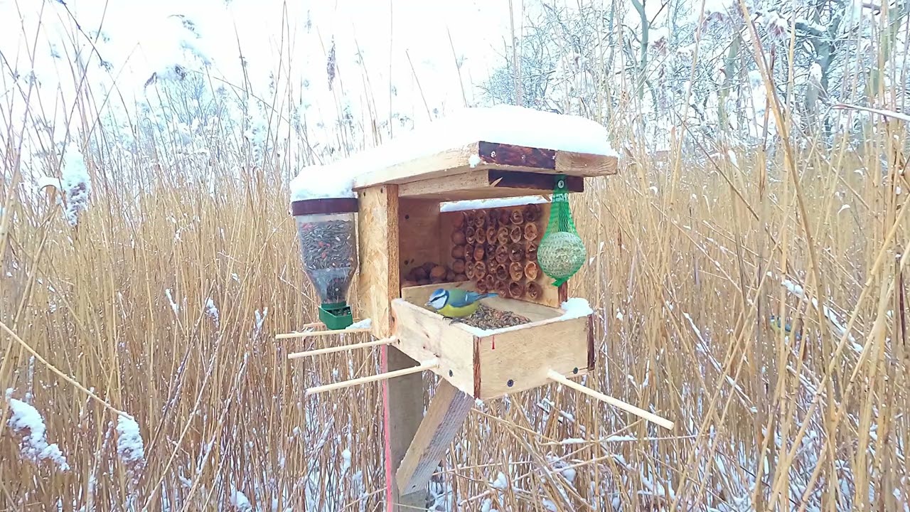 Bird Feeder in the Reeds 🐦4K Nature Relaxation  For You & Your Pets  Cat TV
