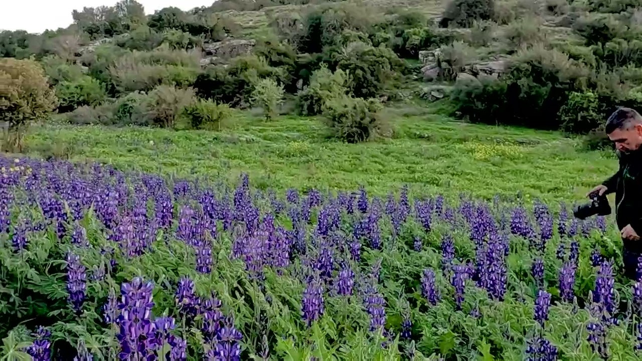 פריחת תורמוסים בשקיעה – טבע ישראלי במלוא יופיו