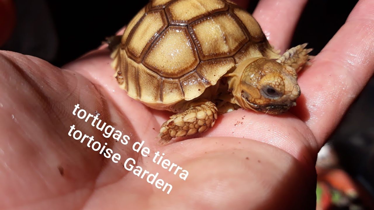 Tortuga sulcata consejos antes de adquirir