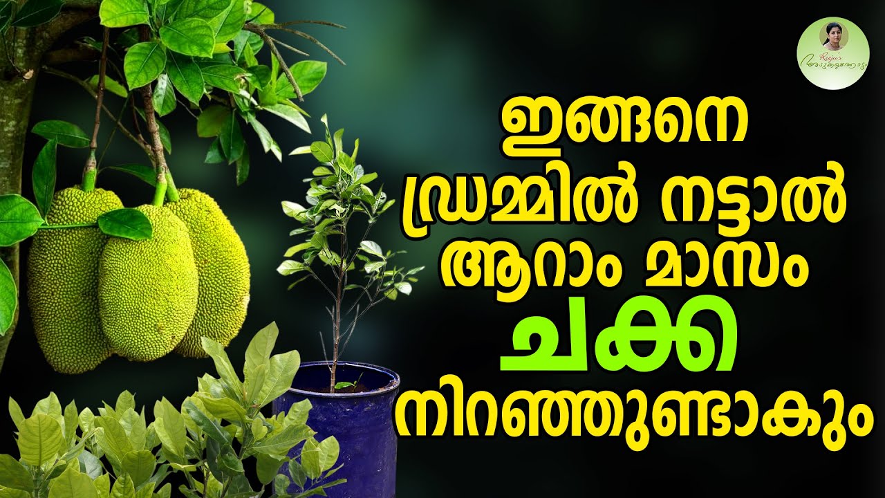 ഇങ്ങനെ ഡ്രമ്മിൽ നട്ടാൽ ആറാം മാസം ചക്ക നിറഞ്ഞുണ്ടാവും #jackfruit #jaivakrishi #organicfarmer #plavu