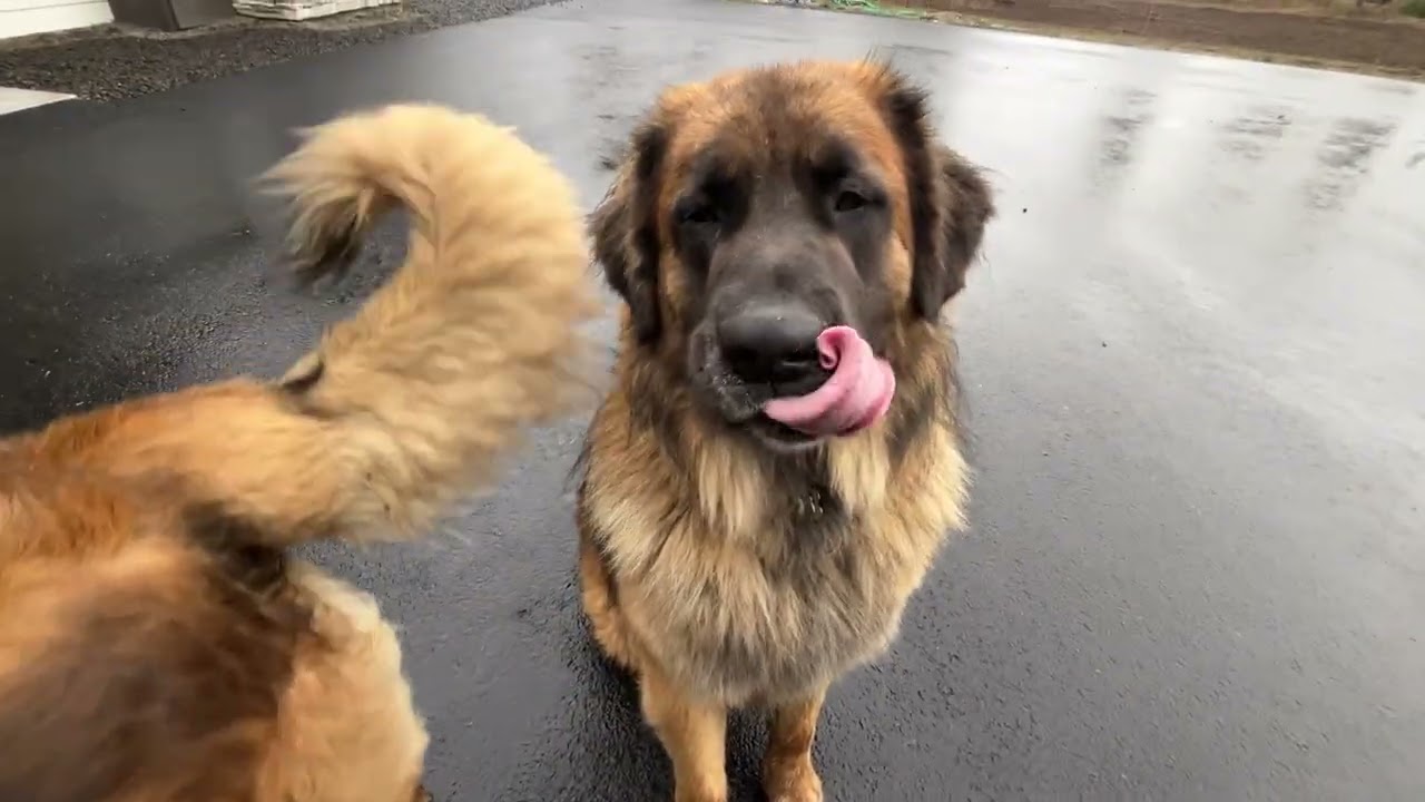 Rocky and Odin Love Biscuits