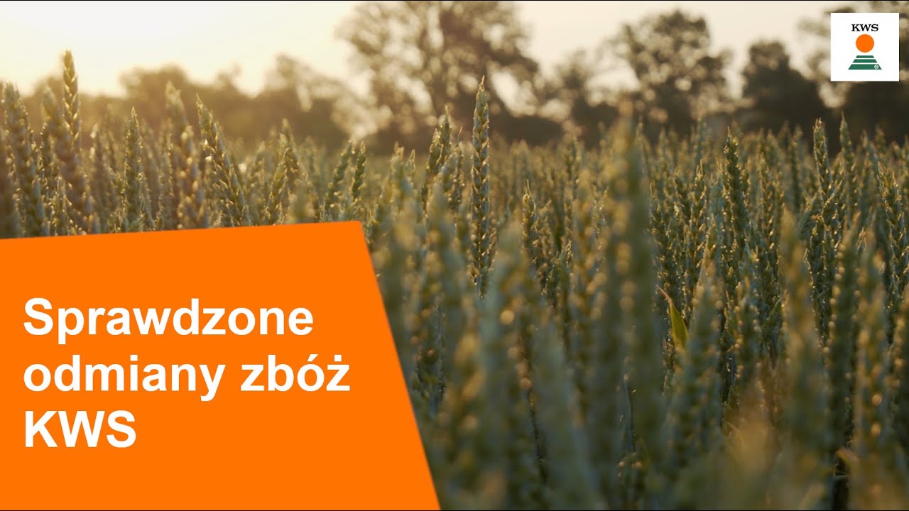 Sprawdzone odmiany zbóż KWS