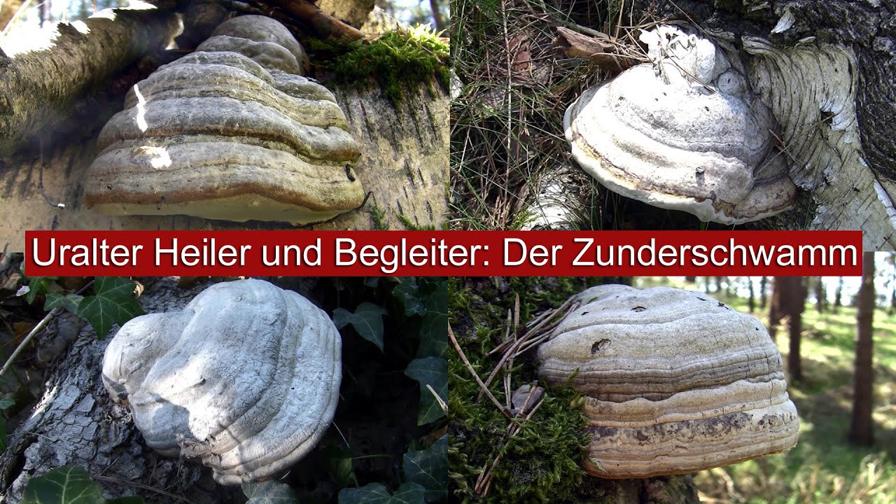 Uralter Heiler und Begleiter: Der Zunderschwamm