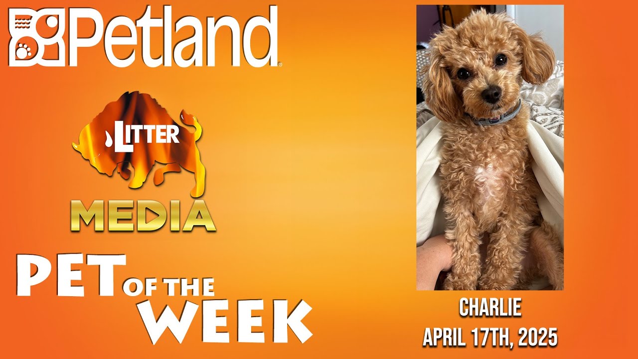 Petland-Litter Media Pet of the Week for April 17th, 2025: Charlie