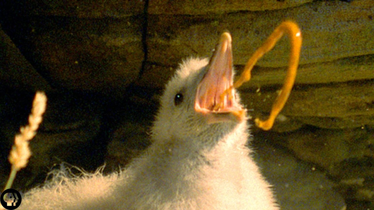 Защитная рвота