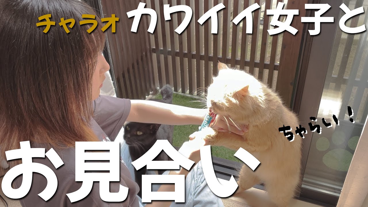 預かり猫チャラオ、可愛い女性とお見合いしてしまった&hellip;！【トライアル決定】