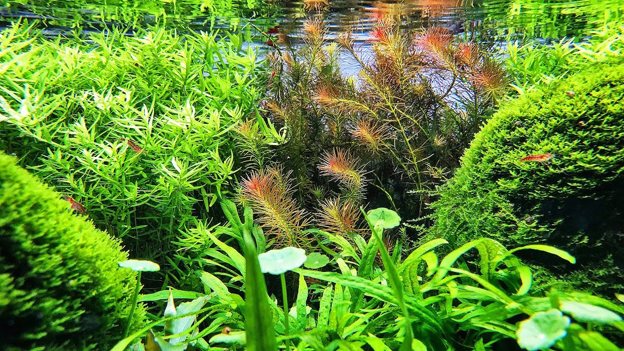 Beautiful Aquascaper 600 Nature Aquarium
