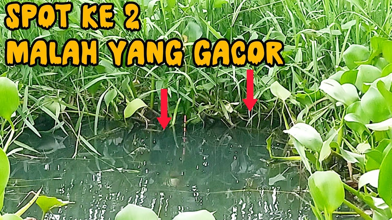 MANCING PAS DI SARANGNYA‼️NILA LIAR UDAH PADA KUMPUL MENUNGGU