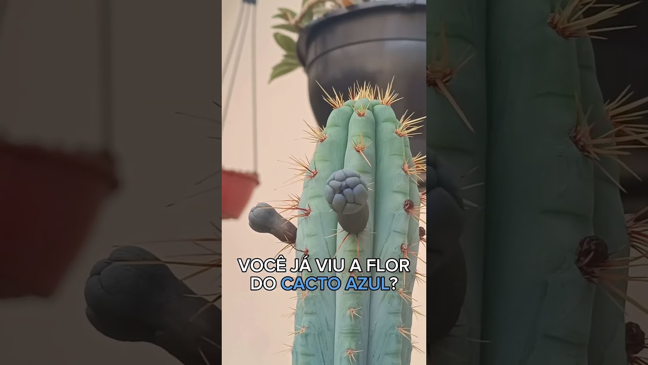 😱 J&aacute; viu a Flor do Cacto AZUL? Essa planta &eacute; incr&iacute;vel!🌵