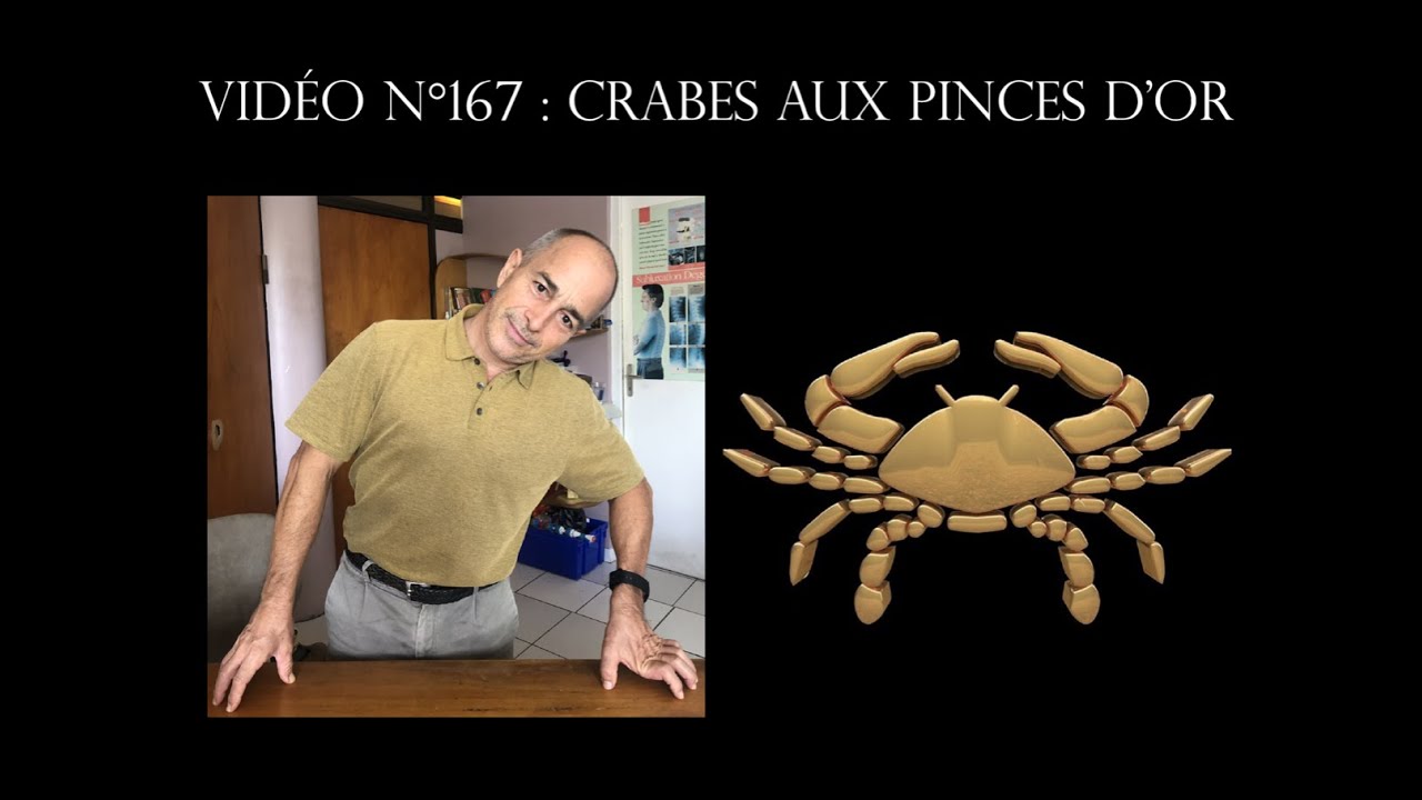 Vidéo n°167 : Crabe aux pinces d'or