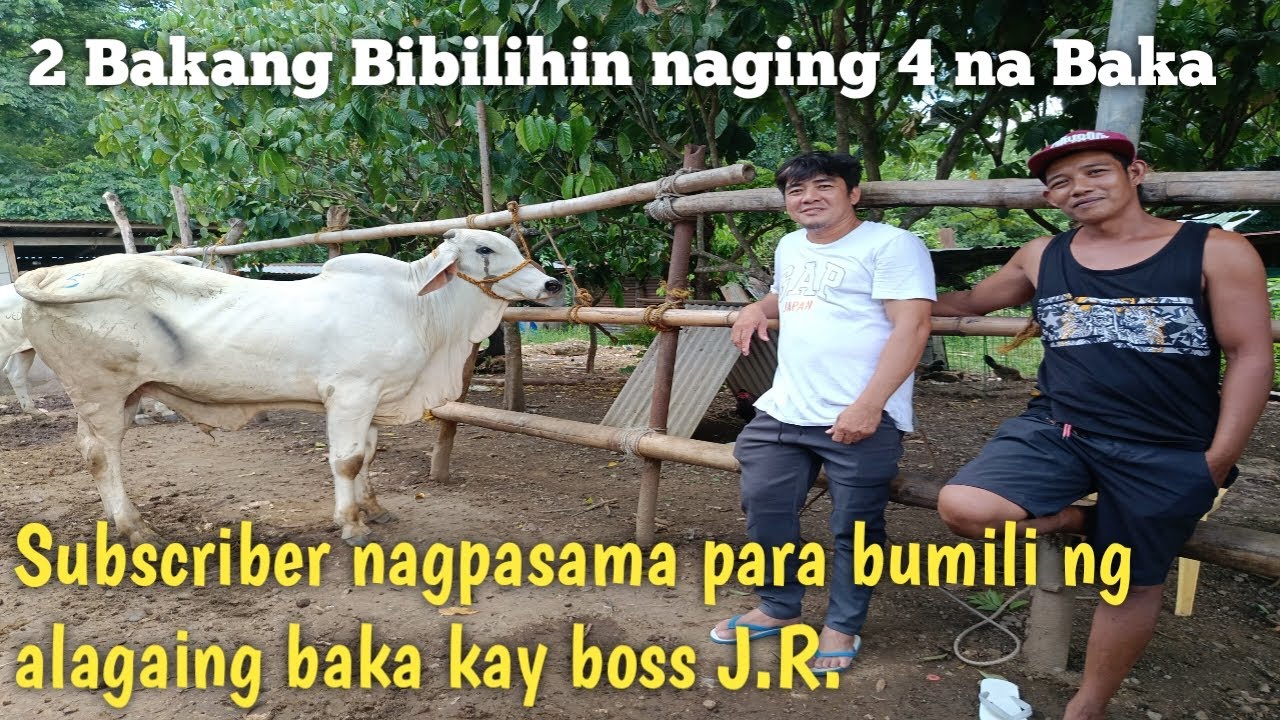 Isang Subscriber sinamahan natin bumili ng baka kay boss JR comia