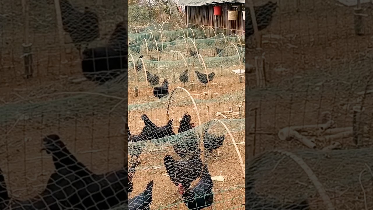 Unique Way to Raise Chickens #farming @RomFarm