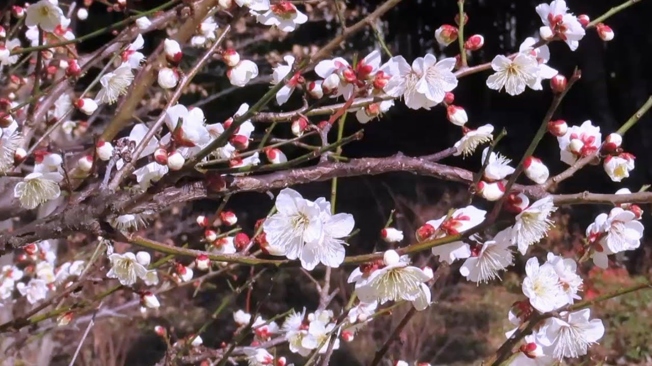縮景園の梅が咲き始め　ロウバイは満開　1月30日【Shukkeien Garden】The plum blossoms are blooming now. Hiroshima  Jan 30 2024